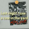 Last night I saw a cow in the yard